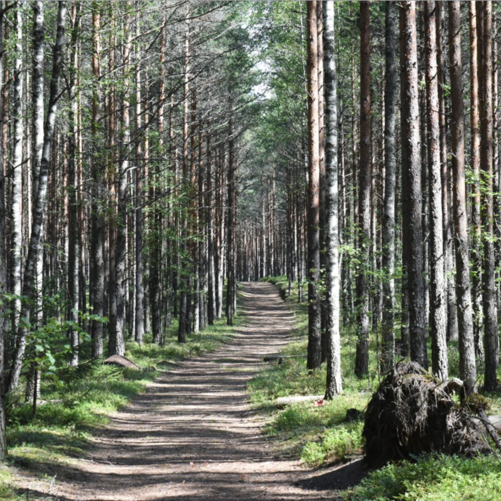 Teijon kansallispuiston reitit sopivat päiväretkiin ja lasten kanssa vaeltamiseen.